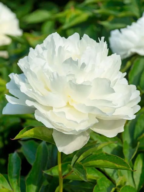 Peony | Bluestone Perennials Peony Bulbs, Planting Peonies, Paeonia Lactiflora, Landscape Design Plans, Classic Garden, Peonies Garden, Spring Plants, Spring Bulbs, Shirley Temple