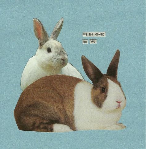 Bunny Collage, Sentimental Art, Bunny Poster, Terrible Jokes, Rabbit Art, Baby Teeth, My Chemical, Cute Illustration, Teamwork