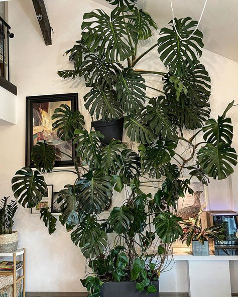 Monstera Deliciosa Care, Monstera Wall, Monstera Plant Care, Large Indoor Plants, Plant Goals, Inside Plants, Cheese Plant, Plant Decor Indoor, Interior Plants