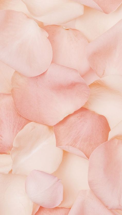 Light Pink Flower Background, Light Peach Aesthetic Wallpaper, Peach Flower Wallpaper, Peach Pink Aesthetic, Pink Peach Wallpaper, Roses Iphone Wallpaper, Body Layout, Petals Wallpaper, Aesthetic Peach