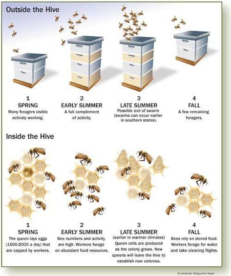 Honey Bees Keeping, Funny Animal Art, Bee Hive Plans, Backyard Bee, Beekeeping For Beginners, Bee Friendly Garden, Raising Bees, Backyard Beekeeping, Buzzy Bee