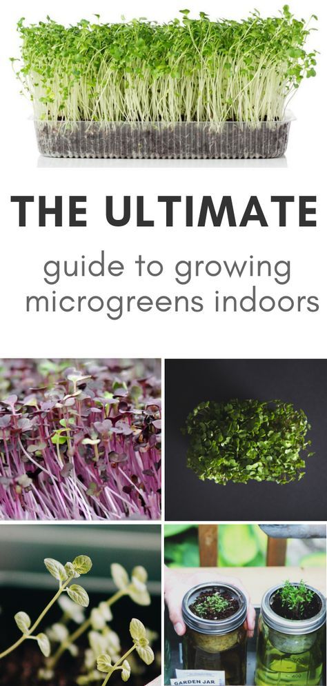 Growing microgreens indoors offers anyone the opportunity to quickly and easily grow some of their own food. In this article, I’ll explain what microgreens are and how anyone can grow microgreens indoors for a constant supply of healthy homegrown veggies. #indoorgarden #healthylifestyle #growyourfood #microgreens #healthygreens #farmfresh Microgreens Garden, Grow Microgreens, Growing Sprouts, Tattoo Plant, Homegrown Food, Growing Microgreens, Vegetable Garden Planning, Growing Veggies, Herbs Indoors