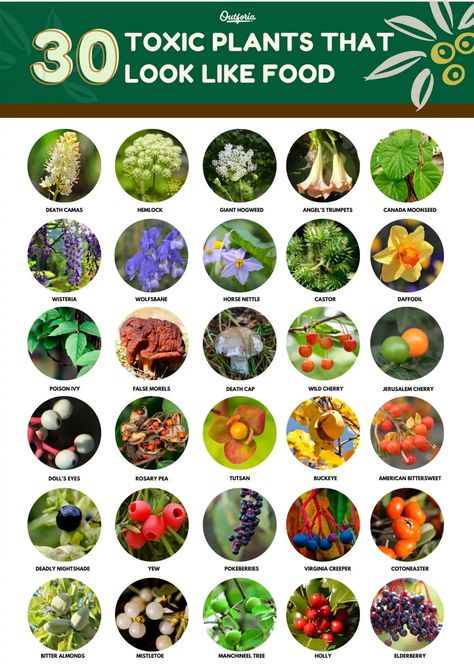 Toxic Plants That Look Like Food: 30 Plants You Need To Know Poisonous Berries, Deadly Plants, Toxic Plants, Poison Garden, Plant App, Flower Chart, Edible Wild Plants, Virginia Creeper, Daffodil Bulbs