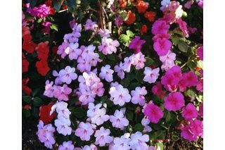 The Best Flowers to Plant in Morning Sun & Afternoon Shade | eHow Bacopa Plant, Plants Porch, Step Garden, Shady Gardens, Arizona Garden, Screened Patio, Porch Planter, Shady Garden, Shade Gardening