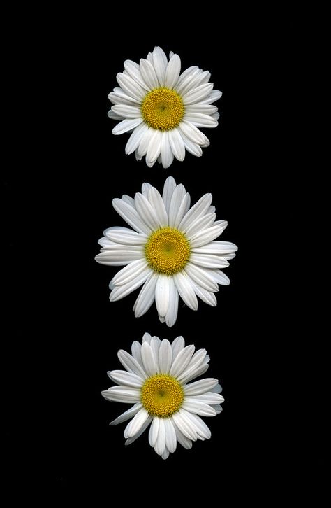 Sunflowers And Daisies, Daisy Wallpaper, Sunflower Wallpaper, Wallpaper Nature Flowers, White Daisies, Flower Background Wallpaper, Flower Phone Wallpaper, Fotografi Potret, Pics Art