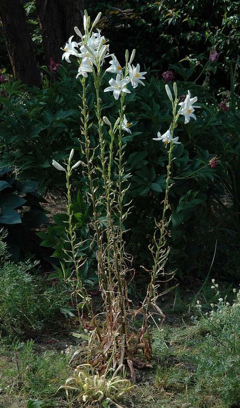 Lilium candidum:~ MADONNA LILY, (Greek : Leirion, krinon )  A white-flowered spring perennial which grows to a height of up to 1.2 metres. Mythology : Bouquet of Persephone. The goddess Persephone and her companion Nymphs were gathering rose, crocus, violet, dwarf iris, lily (leirion) and larkspur blooms in a springtime meadow when she was abducted by the god Haides. (Source: Homeric Hymns) Lilium Candidum, Spring Perennials, Eden Rose, Wild Foraging, Bulbous Plants, Sacred Plant, Plant Growing, Goddess Of Love, White Lilies