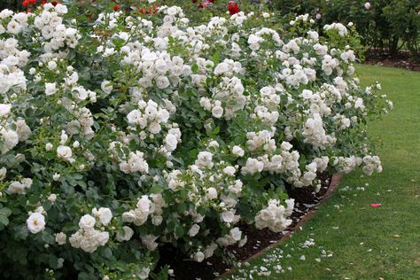 Rose Bush Hedge, Iceberg Rose Hedge, Rugosa Rose Hedge, Shrub Roses Bushes, Rose Hedge Fence, Rosa Rugosa Hedge, Rose Hedge Front Yards, Roses Hedge, Rose Bushes Landscape