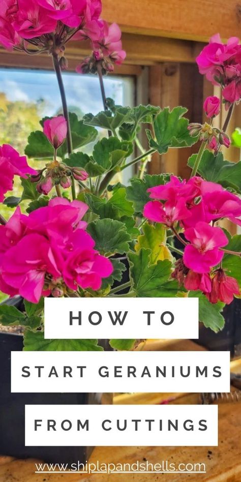 Overwintering, Propagating Geraniums, Overwintering Geraniums, Growing Geraniums, Plants From Cuttings, Geranium Care, Geraniums Garden, Geranium Plant, Potted Geraniums