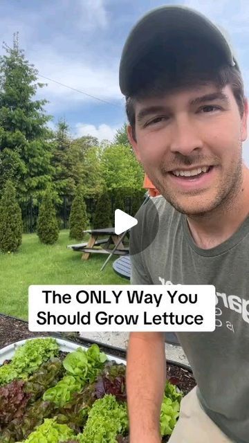 Dot Curtis | Gardening Enthusiast on Instagram: "Game-changer for growing leafy greens   Credit: mi.gardener on TikTok  #gardening #gardeningtips #growyourownfood   Follow @gardener_hacks101 for daily gardening content like videos, memes and infographics" Planting Ginger Root, Grow Lettuce, Texas Garden, Indoor Vegetables, Veggie Gardens, Growing Lettuce, Gardening Vegetables, Vegetable Garden Diy, Gardening Hacks