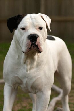 American Bulldog Training - Secrets of a Good Bulldog Anjing Bulldog, American Bulldog Puppies, Bulldog Training, American Bull, Bulldog Breeds, Bully Dog, American Pit Bull Terrier, Yorkshire Terrier Puppies, Staffordshire Bull Terrier