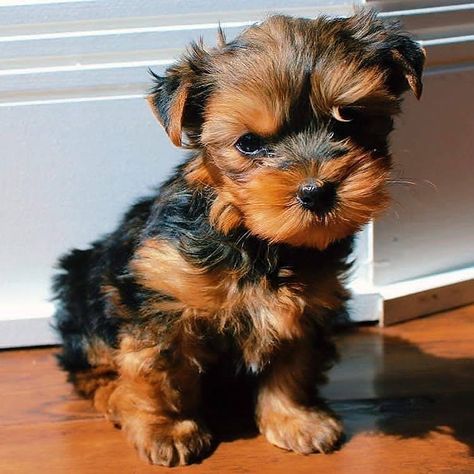 46 Likes, 2 Comments - puppyhome (@puppyhome16) on Instagram: “Lovely baby available 🐶 Very cheap and affordable.. #Yorkiesofinstagram #yorkie #puppylover…” Yorkies Puppies, Yorkie Puppies For Adoption, Yorkshire Puppies, Yorkie Puppies For Sale, Girl Dog Names, Teacup Yorkie Puppy, Yorkie Puppy For Sale, Puppies For Adoption, Yorkie Puppies