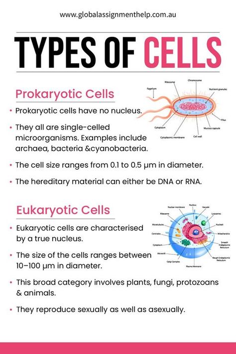 #biology #science #neet #chemistry #nature #physics #microbiology #biologia #biotechnology #medicine #medical #research #education #biochemistry #aiims #bio #scientist #doctor #biologystudent #cellbiology #zoology #laboratory #mbbs #molecularbiology #lab #biologymemes #wildlife #biotech #medico #medicalstudent Teas 7 Exam, Biology Homework, Biology Assignment, Cell Biology Notes, Cells Biology, Teas 7, Medical Terminology Study, Biochemistry Notes, Learn Biology