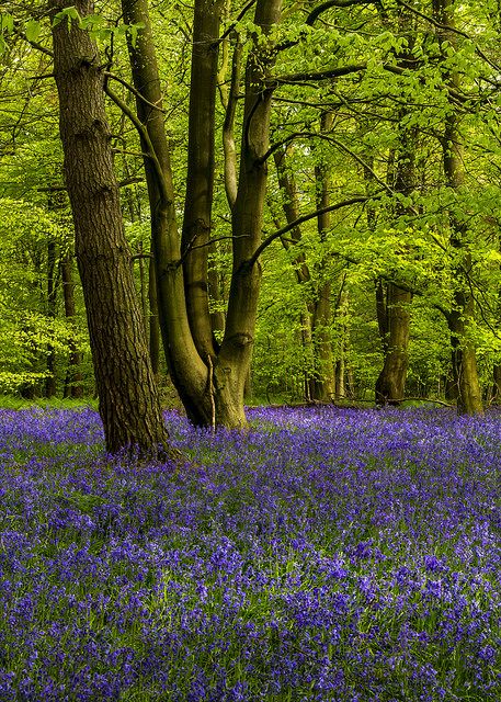 Bluebell Woods, Purple Carpet, Forest Scenery, Make My Day, Beautiful Landscape Wallpaper, So Thankful, Landscape Wallpaper, Tree Painting, My Day