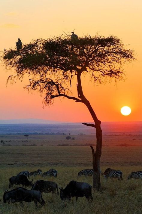 African Sunrise, Masai Mara National Reserve, Africa Photography, African Sunset, Scenery Photos, Africa Do Sul, African Wildlife, African Safari, Best Hikes