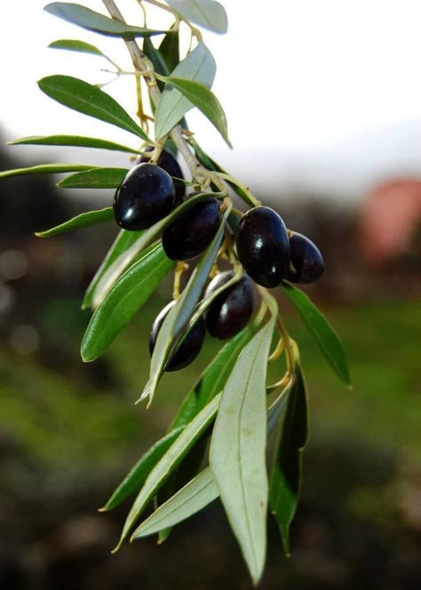 . Garlic Pickled, Olive Tree Care, Dream Garden Backyards, Growing Olive Trees, Modern Water Feature, Front Lawn Landscaping, Olive Harvest, Garden Vegetables, Fall Garden Vegetables