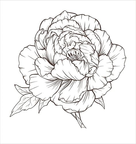 Peony outline line art peony hand drawn | Premium Vector #Freepik #vector #line-drawing #sketch #doodle-art #doodle-sketch Peonies Outline Drawing, Peonies Sketch, Peony Line Drawing, Line Art Peony, Peony Outline, Drawn Peonies, Printable Drawings, Peony Drawing, Tattoo Themes