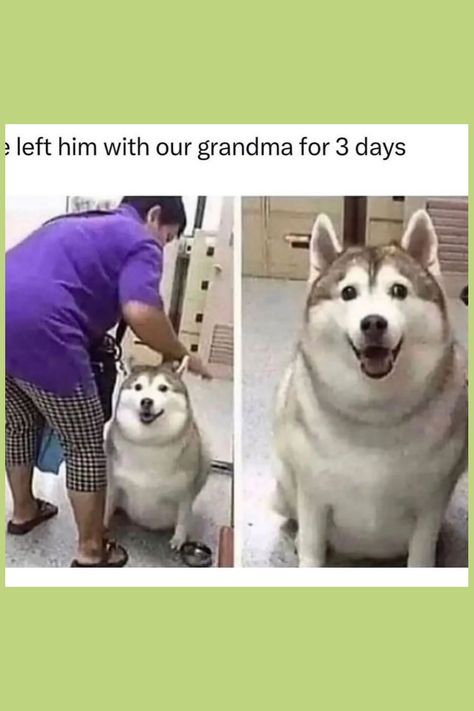 Come see our big collection of dog memes and fun dog videos! We have the cutest dog pics and the funniest dog moments. If you love dogs being funny and want to smile, follow us to see more! Funny Dog Memes Hilarious, Dog Memes Hilarious, Dog Pics, Dog Quotes Funny, Funny Dog Memes, Memes Hilarious, Dog Videos, Fun Dog, Silly Dogs