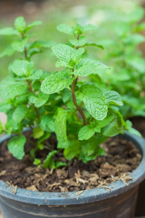 The Dos & Don'ts of Growing Mint http://www.apartmenttherapy.com/the-dos-donts-of-growing-mint-147458 Mint Plant Care, Growing Mint, Mint Plants, Vertical Gardening, Herbs Indoors, Vegetable Gardening, Healing Herbs, Growing Herbs, Diy Tips