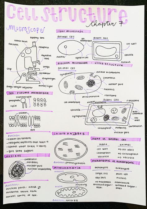 Microscope Notes Biology, School Notes Biology, Notes Aesthetic Biology, Microscope Notes, Physiology Aesthetic, Science Notes Aesthetic, Microscope Aesthetic, Aesthetic Biology Notes, Medical School Notes