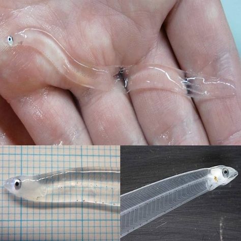 Leptocephalus (meaning=slim heads) are ribbonlike, translucent, pelagic larva of marine eels and some freshwater eels and other members of Elopomorpha. Eels with this transparent larva stage includes some of the popular and mostly known eels such as Moray eel and garden eel. Transparent Fish, Water Life, Glass Fish, Weird Creatures, Ocean Creatures, Newt, Ocean Animals, Lizards, Weird Animals