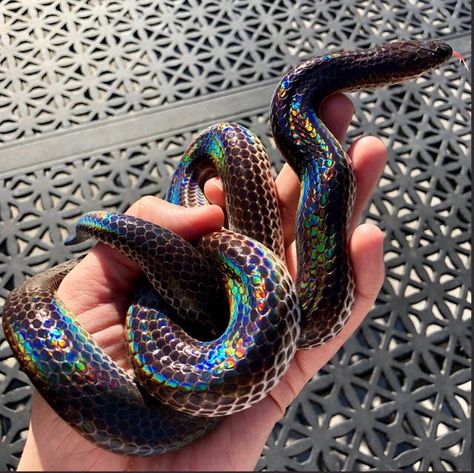 Rainbow Snake, Pretty Snakes, Colorful Snakes, Cute Reptiles, Cute Snake, Reptile Snakes, Pet Snake, Beautiful Snakes, Black Snake