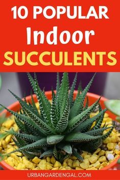 Suculent Plants, Succulent Outdoor, Types Of Succulents Plants, Grow Succulents, Low Maintenance Indoor Plants, Indoor Succulents, Succulent Bowls, Succulent Garden Indoor, Plants Cactus