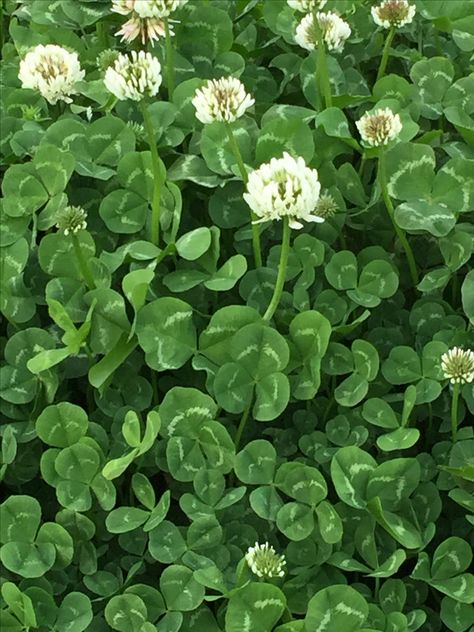 Clover Field Drawing, Field Of Clovers, Clover Field, Clover Plant, Illustration Art Kids, Nostalgia Aesthetic, Clover Flower, Wild Plants, Foliage Plants