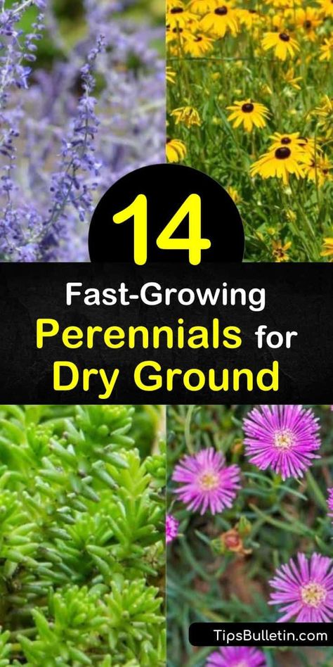 Discover perennials that thrive in dry conditions and even poor soil. From succulents to bold-hued flowers, these drought tolerant plants enliven a dry garden. Try allium, which blooms from late spring to early summer, or blanket flower, which attracts hummingbirds. #perennials #drysoil #drygarden Draught Resistant Plants, Perennials For Dry Soil, Perennial Garden Ideas Full Sun Zone 3, Full Sun Drought Tolerant Perennials, Drought And Heat Tolerant Plants, Hot Dry Garden Ideas, Rock Garden Plants Perennials, Draught Tolerant Plants, Blanket Flower Landscape