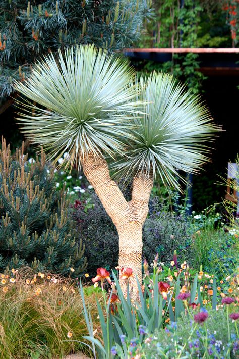 Yucca rostrata Yucca Rostrata Garden, Planting Palette, Beauty Of Mathematics, Yucca Rostrata, Florida Landscaping, Backyard Trees, Palm Garden, Best In Show, Country Landscaping