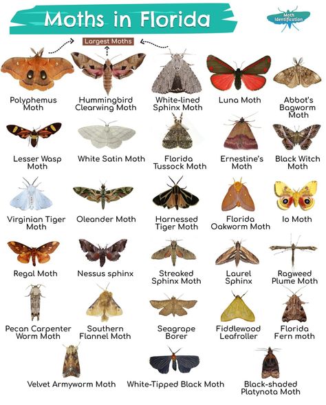 Types of Moths in Florida Black Witch Moth, Pokemon Dungeon, Types Of Wings, Io Moth, Types Of Moths, Moth Species, Cute Moth, Types Of Bugs, Types Of Insects