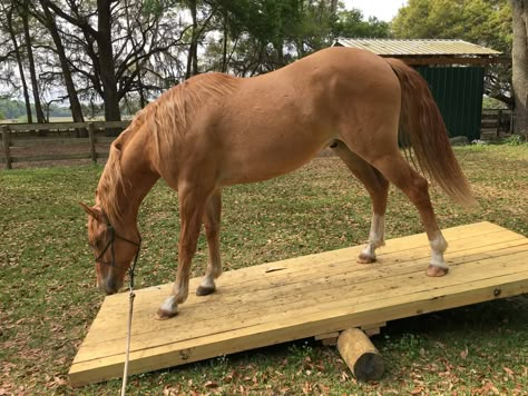 Equine Obstacle Course Ideas, Trail Obstacles For Horses Diy, Groundwork For Horses, Trail Obstacles For Horses, Diy Horse Obstacles, Horse Obstacle Course Ideas Diy, Horse Desensitizing Ideas, Horse Obstacle Course Ideas, Horse Obstacle Course