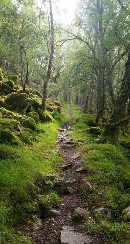 Bosques Forest Path Photography, Witchy Aestethic, People In Forest, Scotland Forest, Forest Landscape Photography, Forest Pathway, Wooded Path, Hiking Path, Forest Paths