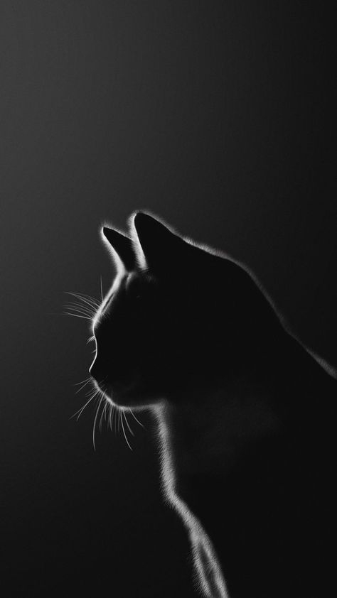 •Dark. in 2022 | Anak kucing gemas, Kucing, Gambar Iphone Cat Wallpaper, Cat Wallpaper Iphone, Black Cat Wallpaper, Wallpaper Gatos, Cat Shadow, Cat Phone Wallpaper, Black Cat Aesthetic, Cat Dark, Iphone Wallpaper Cat