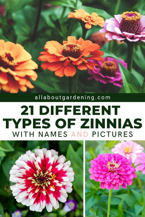 Drying Zinnia Flowers, Zinnia Color Palette, Types Of Zinnia Flowers, Zinnia Flowers How To Grow, How To Grow Zinnias, Zinnia Flowers Garden, Zinnia Garden Landscapes, When To Plant Zinnias, Zinnias Garden Ideas