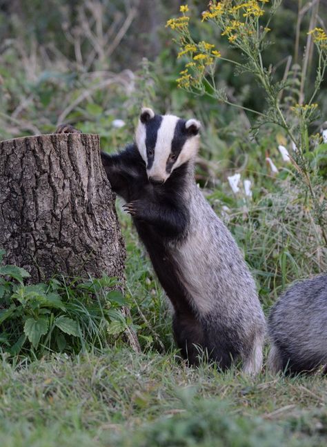 pagewoman: “ Badger and friend by Martin Rogers ” Badger Images, Tier Tattoo, Photo Animaliere, Honey Badger, Animal Study, British Wildlife, Wildlife Animals, Woodland Creatures, Animals Of The World