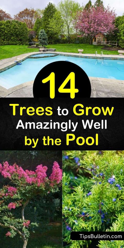 Discover how to create an oasis of palm trees, deciduous trees, and other low maintenance trees while pool landscaping. Plant an acacia or fruitless olive tree for unique shape and foliage and other poolside trees such as citrus and palms. #pooltrees #pool #tree #growingtrees Landscaping By Pool Backyards, Pool Landscaping Backyard Privacy, Poolside Decorating Ideas Patio, Landscape Around Pool Pump, Swimming Pool Privacy Ideas, Palm Tree Pool Landscaping, Backyard Pool Landscaping Privacy, Simple Backyard Pool Landscaping, Pool Side Landscaping Ideas Backyard