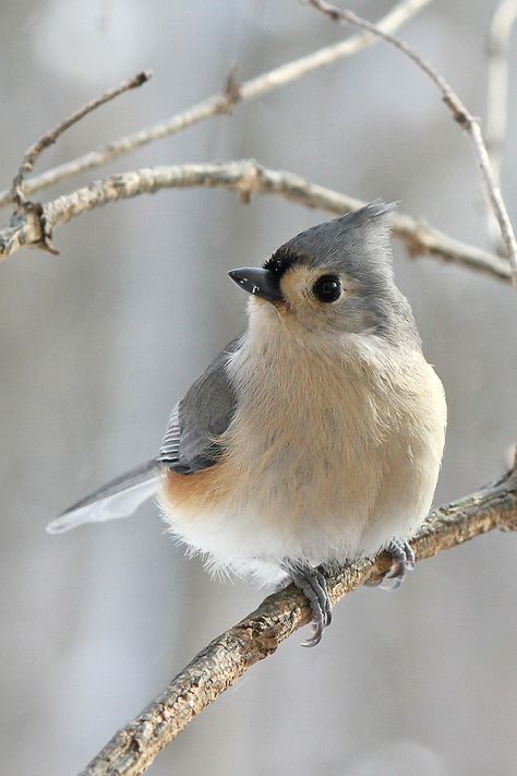 photography. Tufted Titmouse, 수채화 그림, Airbrush Art, Lukisan Cat Air, Backyard Birds, Bird Pictures, Exotic Birds, Pretty Birds, Bird Photo