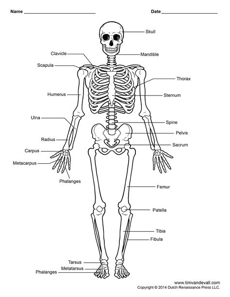 Human Skeleton Print Cut Outs | Unlabeled Human Skeleton Diagram Human Skeleton For Kids, Human Skeleton Labeled, Skeleton Labeled, Skeleton For Kids, Skeleton Diagram, Skeletal System Anatomy, Human Skeleton Model, Skeleton System, Skeletal System Worksheet