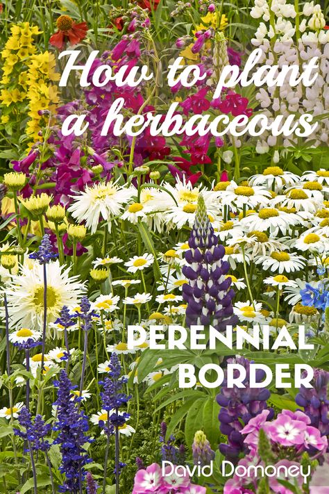 Perennial Border Garden Plans, Perennial Border Design, All Year Round Plants, Perennial Borders, Flower Borders, Border Ideas, Herbaceous Border, Perennial Border, Border Plants