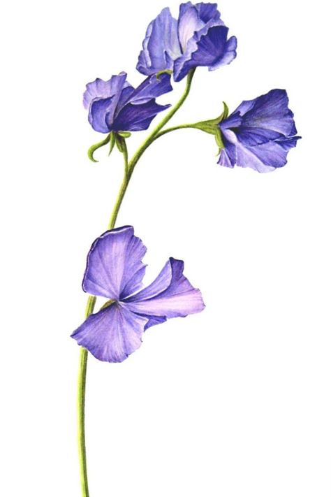 Tattoo uploaded by Natecia Brown • Watercolor sweetpea flowers • 562088 • Tattoodo Pea Tattoo, Sweet Pea Tattoo, Violet Tattoo, April Birth Flower, Watercolor Tattoo Flower, Sweet Pea Flowers, Nature Tattoo, Tattoo Now, Birth Flower Tattoos