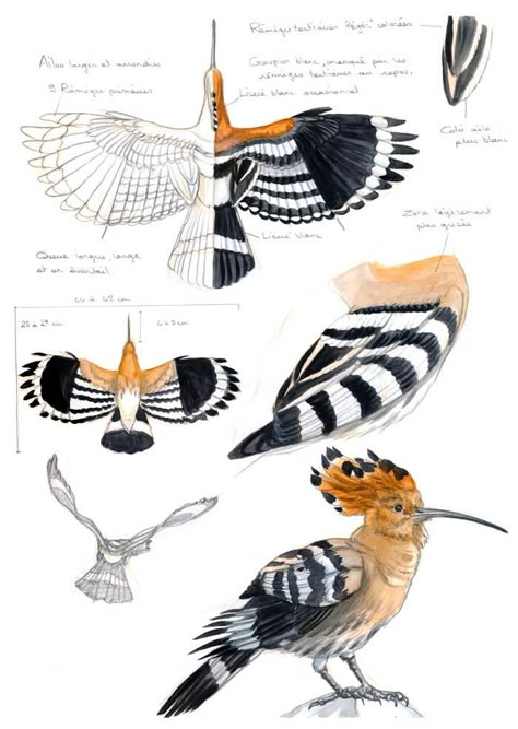 Under leaves — Since I’ll have to draw a lot of Hoopoes for my... Hoopoe Bird, South African Birds, Bird Sketch, Paper Birds, Nature Drawing, Scientific Illustration, Arte Sketchbook, Animal Sketches, Bird Drawings