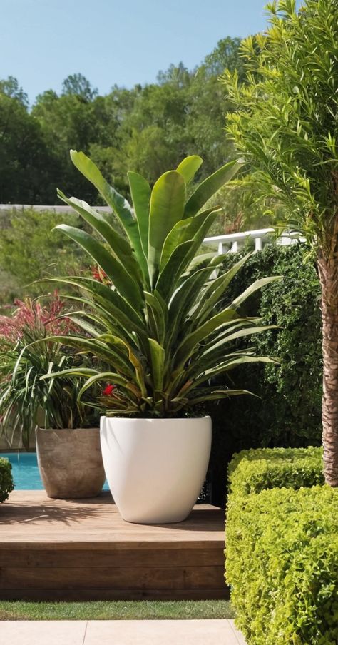 25 Outdoor Potted Plants Ideas » Comfy Ideas Pool Area Potted Plants, Plants In Pots Around The Pool, Feature Pot Plants, Backyard With Potted Plants, Best Plants For Large Outdoor Planters, Pool Planters Ideas, Pool Deck Decorating Ideas Potted Plants, Outdoor Pool Area Decorating Ideas, Big Potted Plants Outdoors