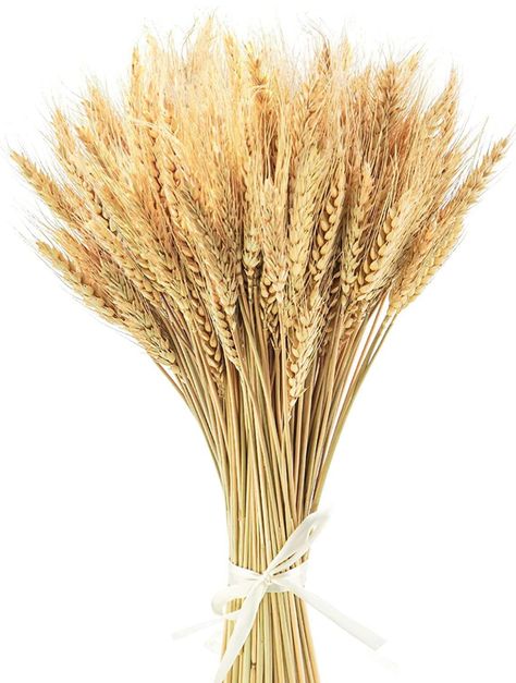 100 Stems 40cm Dried Wheat Flowers Wheat Sheaves Stalks Bouquet Bundles Natural Ear of Wheat Grain Flowers Dry Grass Bunch DIY Arrangements for Home Wedding Store Decorative Autumn Wreath Decoration Wheat Decorations, Wheat Flower, Office Flowers, Dried Wheat, Party Table Centerpieces, Diy Arrangements, Harvest Wreath, Wedding Party Table, Farmhouse Boho