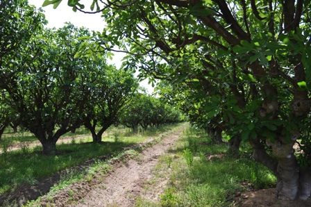 California fig orchard -> Where we get our figs from! Fig Orchard, Orchard Fruit Trees, Berry Orchard, Backyard Orchard Culture, Blackberry Orchard, Dried Figs, Family Cookbook, Mini Farm, Fresh Figs