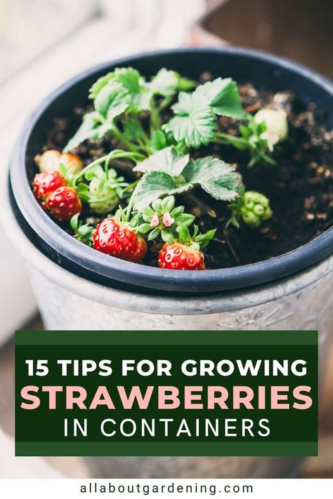 Thinking of planting some strawberries in pots or containers this gardening season? In this articel we will go over everything you need to know to have a successful strawberry container garden! Come take a look! Strawberries In Pots, When To Plant Strawberries, Strawberry Container, Strawberry Gardening, Growing Strawberries Indoors, Growing Strawberries In Containers, How To Grow Strawberries, Types Of Strawberries, Strawberry Bush