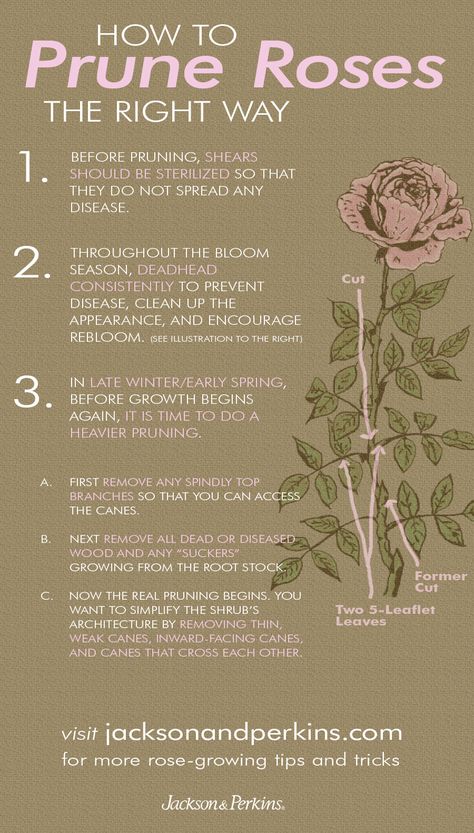 Lots of great info on how and when to prune your rose bushes. Prune Roses, Pruning Roses, Rose Bushes, Rose Care, Growing Roses, Have Inspiration, Rose Bush, Garden Care, Beautiful Rose