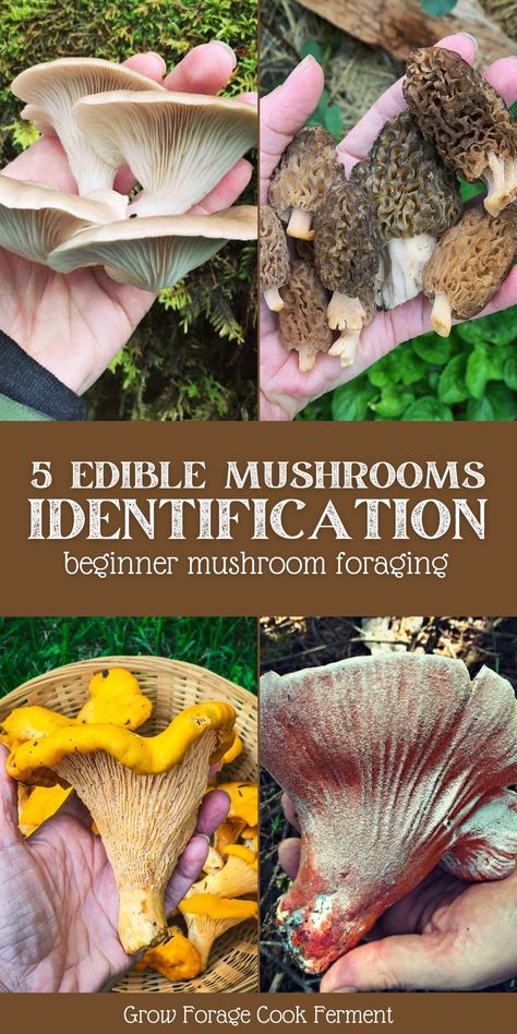 How To Identify Mushrooms, Edible Mushrooms Identification, Mushroom Identification Chart, Mushroom Knowledge, Mushrooms Identification, Wild Schooling, Mushroom Trip, Foraging Mushrooms, Different Mushrooms