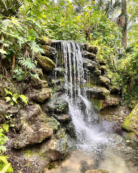 The views from Rainbow Springs State Park are unmatched 🤩🌴 Make sure to enjoy this Florida gem before or after your adventure on the river with us! Just a short drive from our launch site you can swim, hike, picnic and enjoy this beautiful Florida state park. #GetUpAndGoKayaking #ClearKayaking #RainbowSprings #RainbowRiver #DunnellonFlorida #FloridaStateParks #StatePark #FloridaSprings #Spring #Travel Hike Picnic, Dunnellon Florida, Rainbow Springs State Park, Rainbow River, Beautiful Florida, Rainbow Springs, Florida State Parks, Florida Springs, Spring Travel