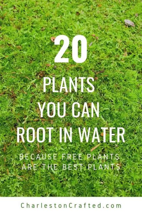 Grow From Cuttings, Easy House Plants, Starter Plants, Free Plants, Easy Plants, Propagating Plants, Plant Roots, Garden Yard, African Violets