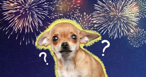 Why Are Dogs Scared Of Fireworks? 10 Tips To Keep Your Dog Calm - DodoWell - The Dodo Dog Scared Of Fireworks, Dogs And Fireworks, About Dogs, Calm Dogs, Loud Noises, Warm Hug, Dog Trainer, New Toys, Four Legged